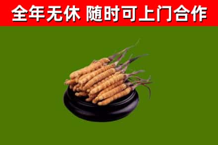 闸北区烟酒回收冬虫夏草.jpg
